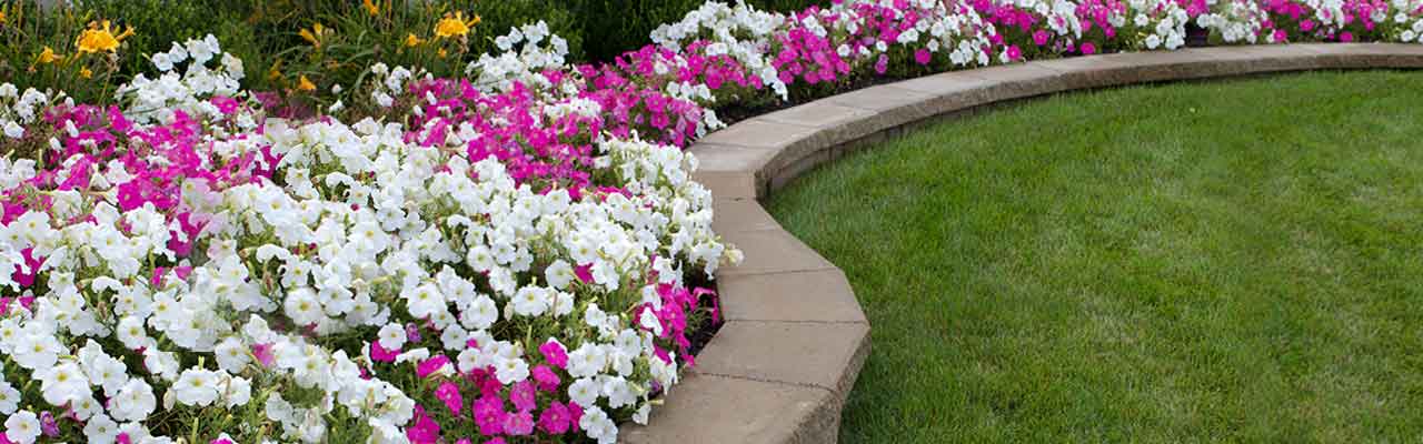 Planting Annuals Early in May can be Risky in Vermont - Carpenter & Costin